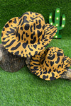 MOMMY & ME ANIMAL PRINT RESHAPABLE HATS FROM CURVY TO FLAT. HAT-2022-C